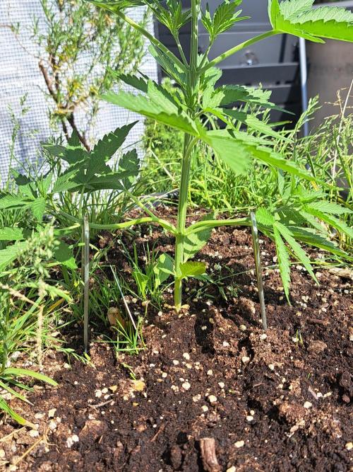 Hochbeet automatic. Week 4