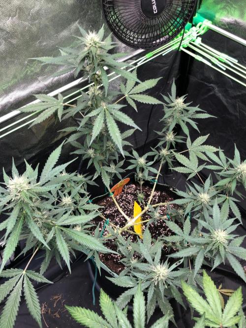 Pink Rozay x Strawberry Banana auto. Week 9