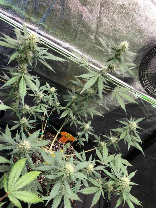 Pink Rozay x Strawberry Banana auto. Week 9