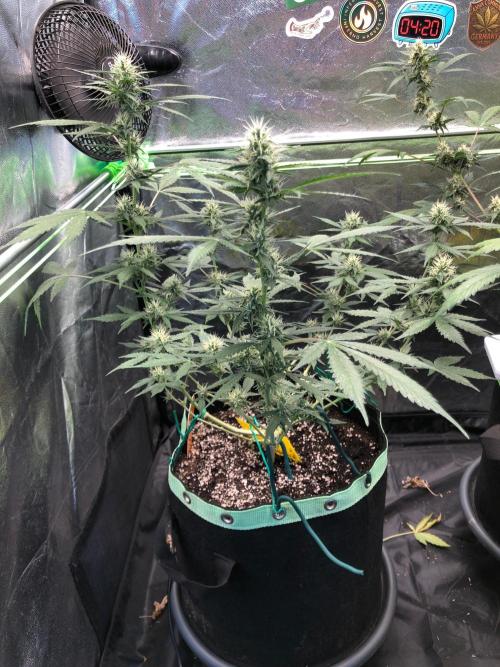 Pink Rozay x Strawberry Banana auto. Week 9