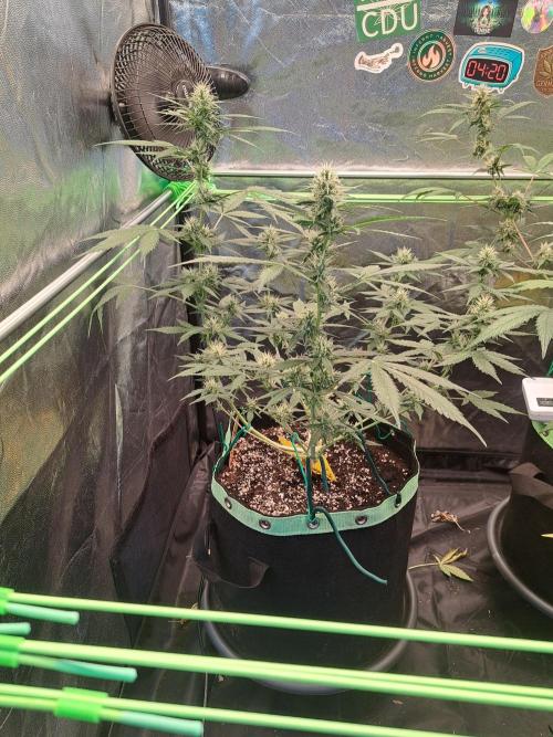 Pink Rozay x Strawberry Banana auto. Week 9