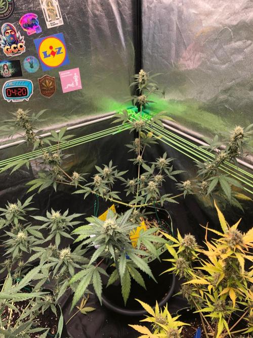 Twilight Zlush. Week 9