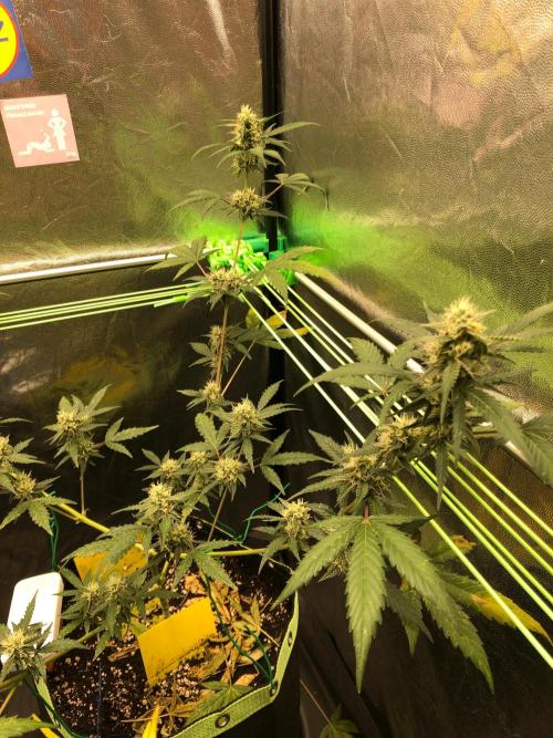Twilight Zlush. Week 9