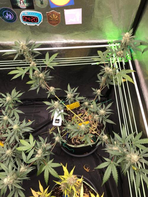 Twilight Zlush. Week 9
