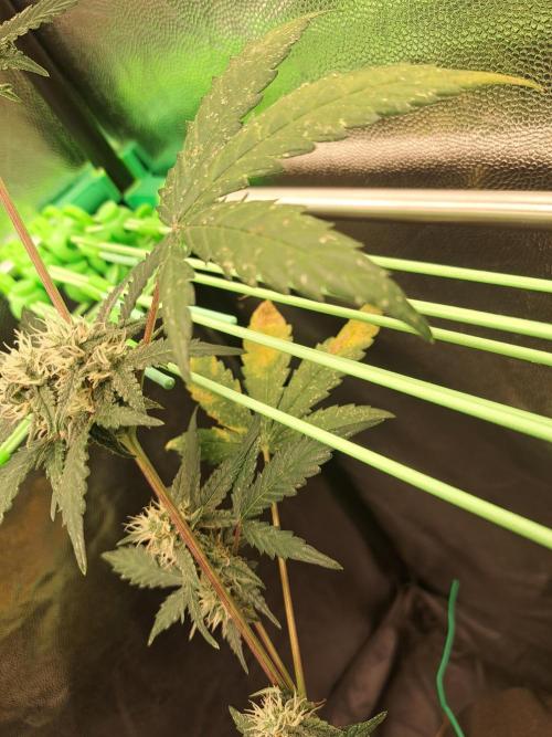 Twilight Zlush. Week 9