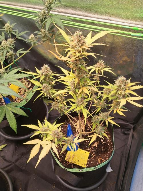 Strawberry Pie. Week 13