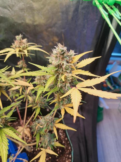 Strawberry Pie. Week 13