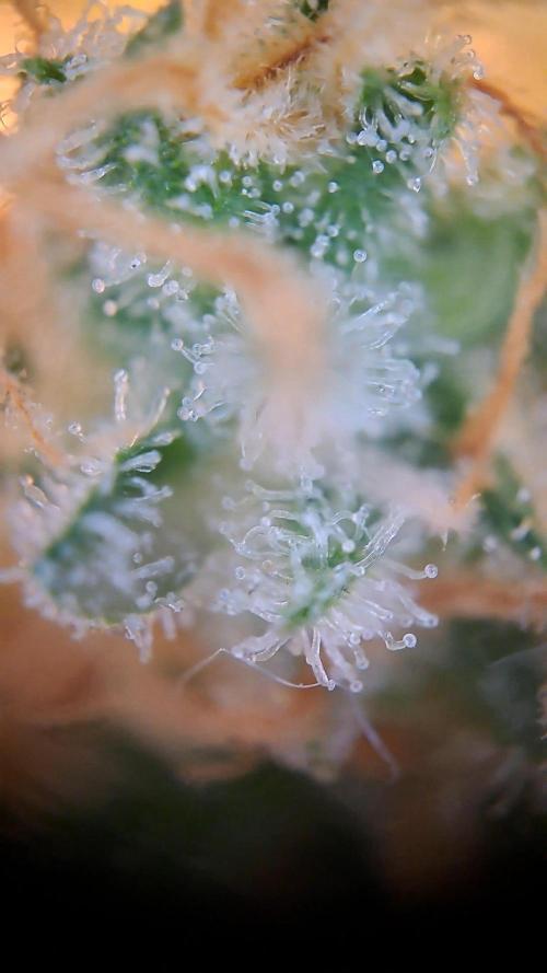 Strawberry Pie. Week 13