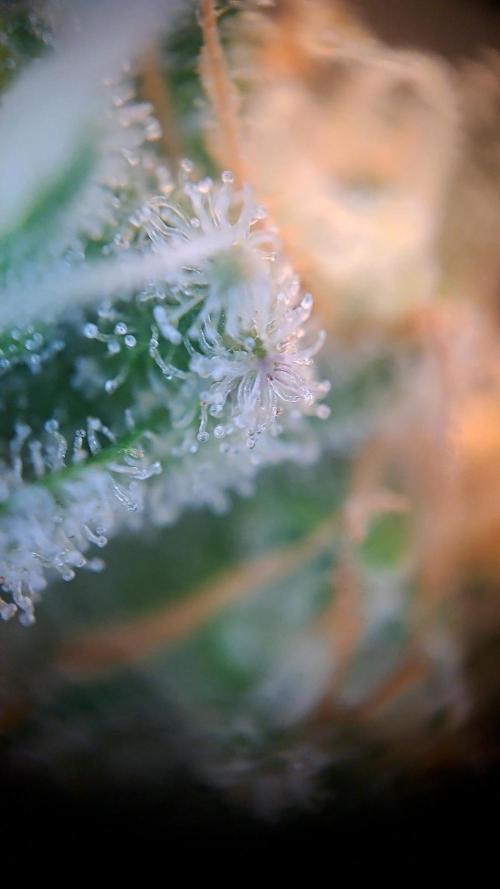 Strawberry Pie. Week 13