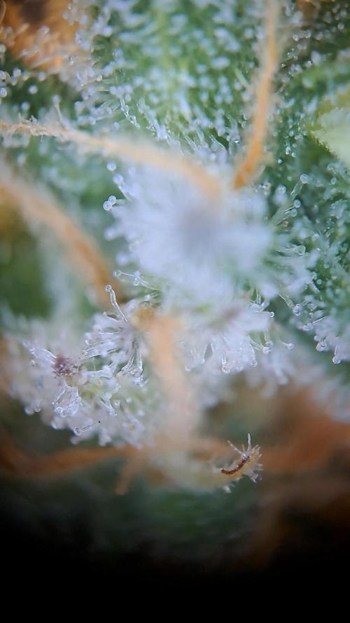 Strawberry Pie. Week 13