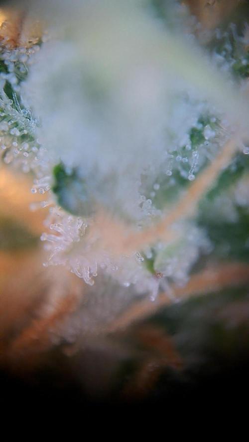 Strawberry Pie. Week 13