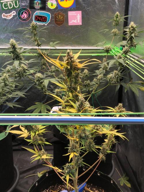 Strawberry Pie. Week 13