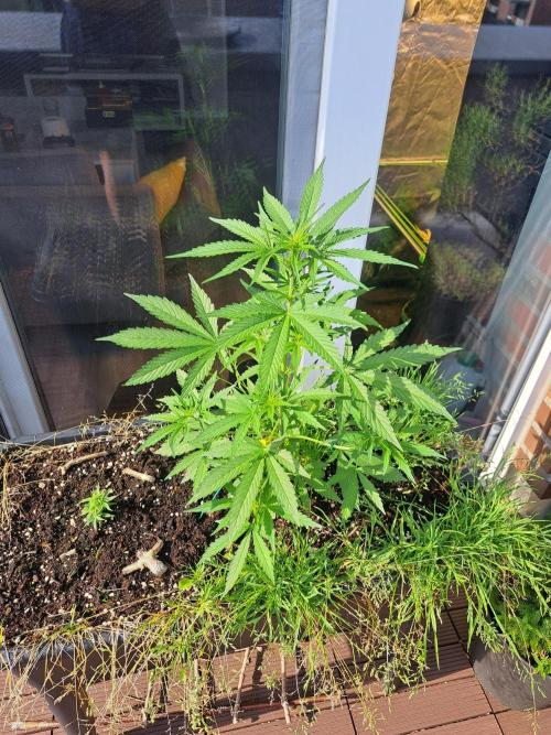 Hochbeet automatic. Week 5