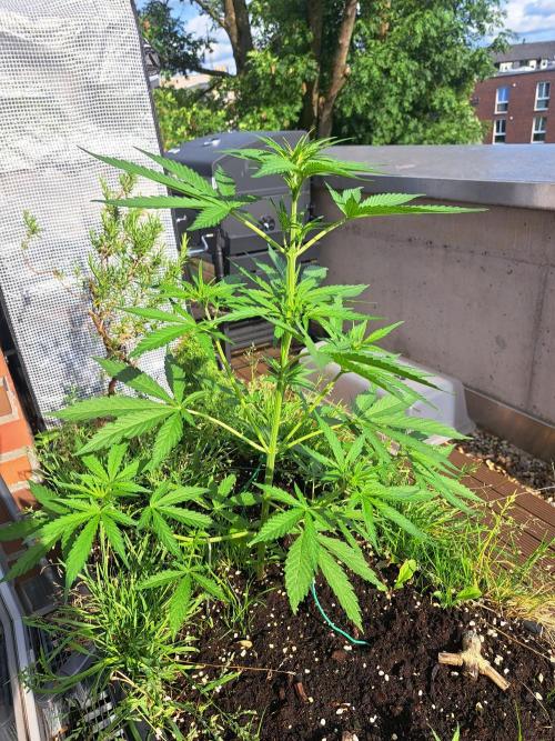 Hochbeet automatic. Week 5