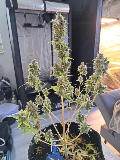 Strawberry Pie. Week 14