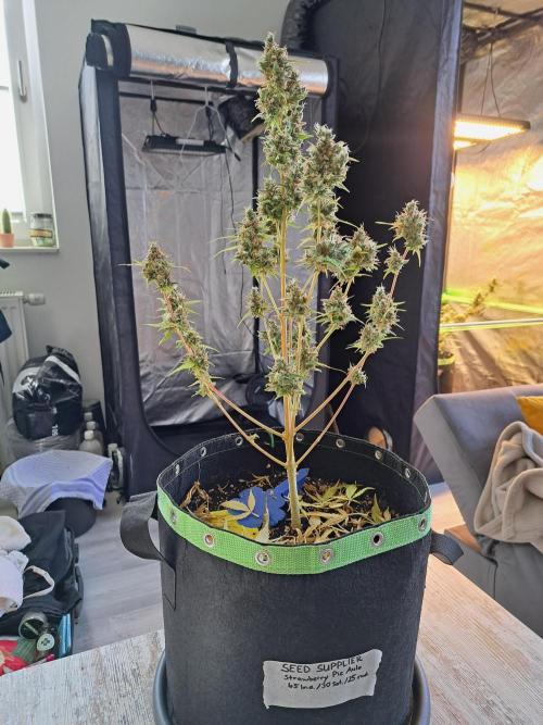 Strawberry Pie. Week 14