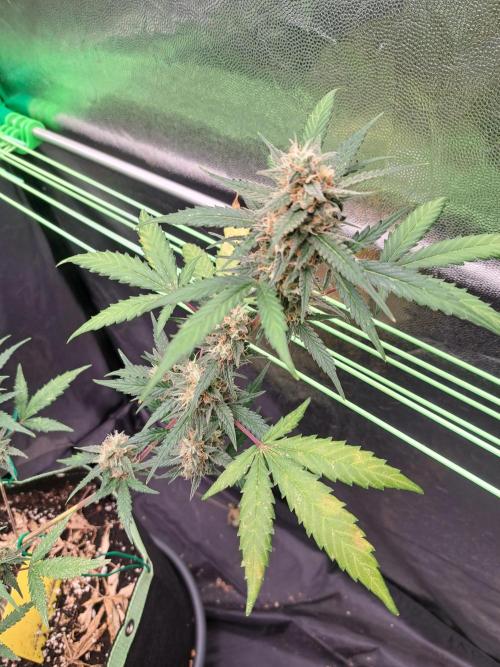 Twilight Zlush. Week 10