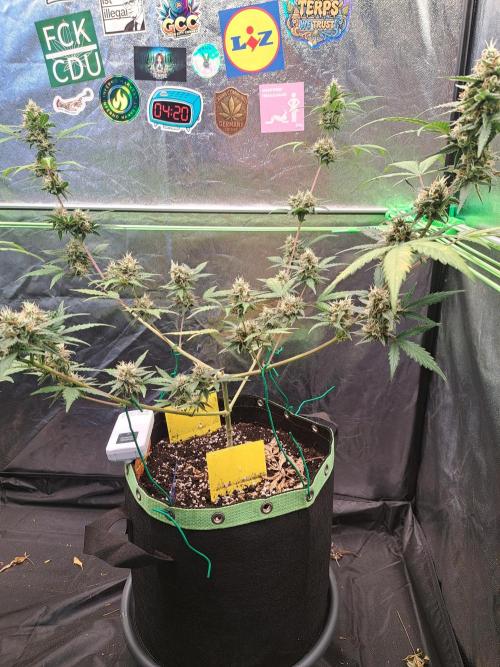 Twilight Zlush. Week 10