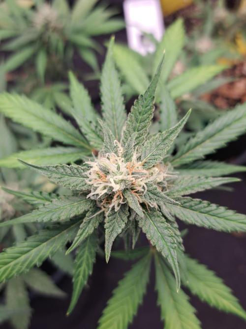 Twilight Zlush. Week 10