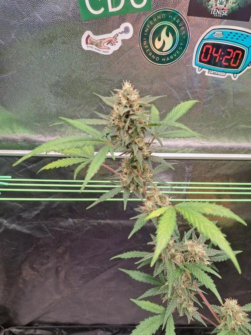 Twilight Zlush. Week 10