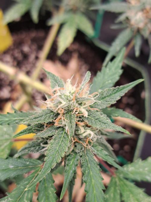Twilight Zlush. Week 10