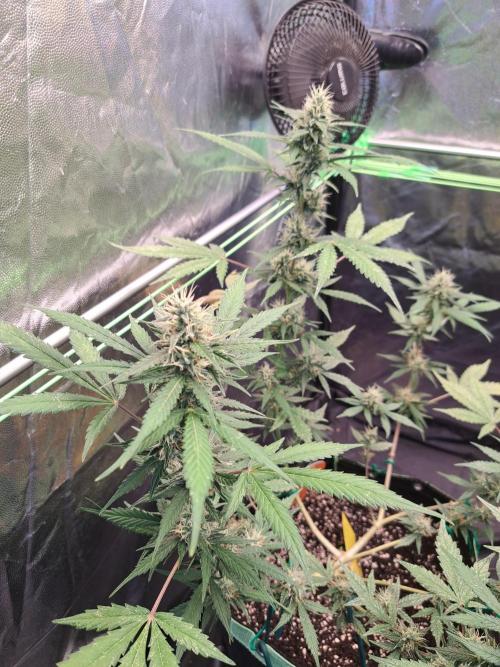 Pink Rozay x Strawberry Banana auto. Week 10
