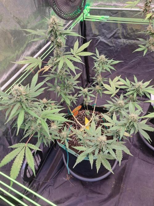 Pink Rozay x Strawberry Banana auto. Week 10