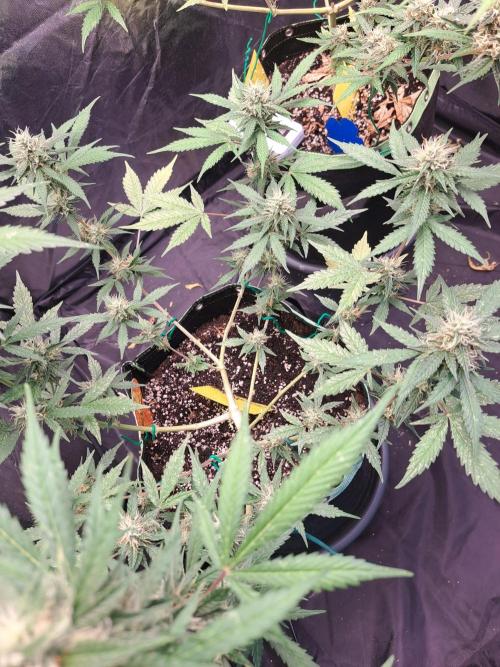 Pink Rozay x Strawberry Banana auto. Week 10