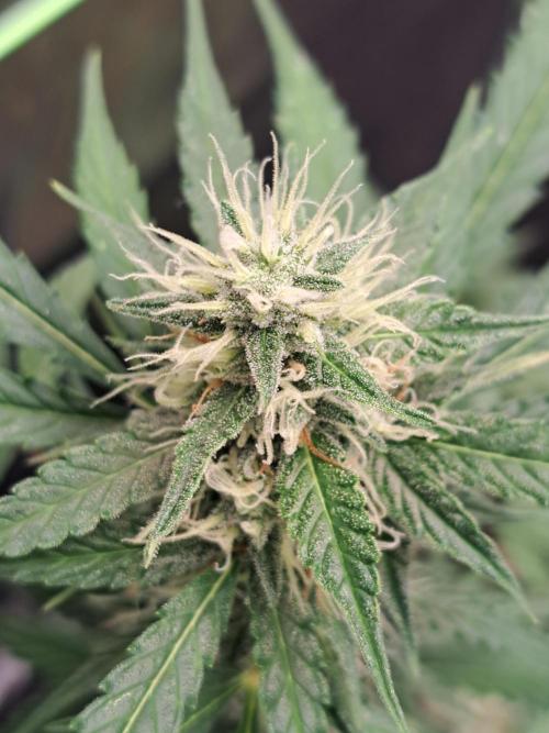 Pink Rozay x Strawberry Banana auto. Week 10