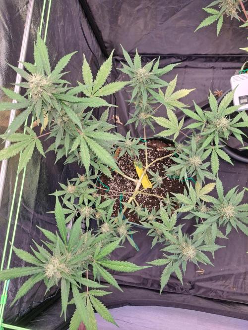 Pink Rozay x Strawberry Banana auto. Week 10