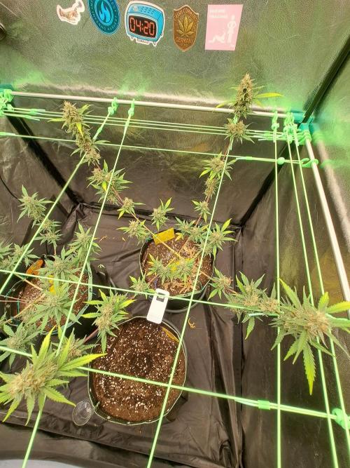 Twilight Zlush. Week 11
