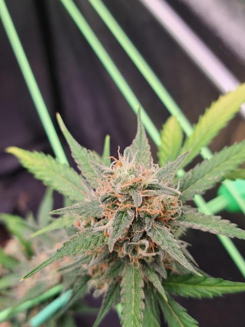Twilight Zlush. Week 11