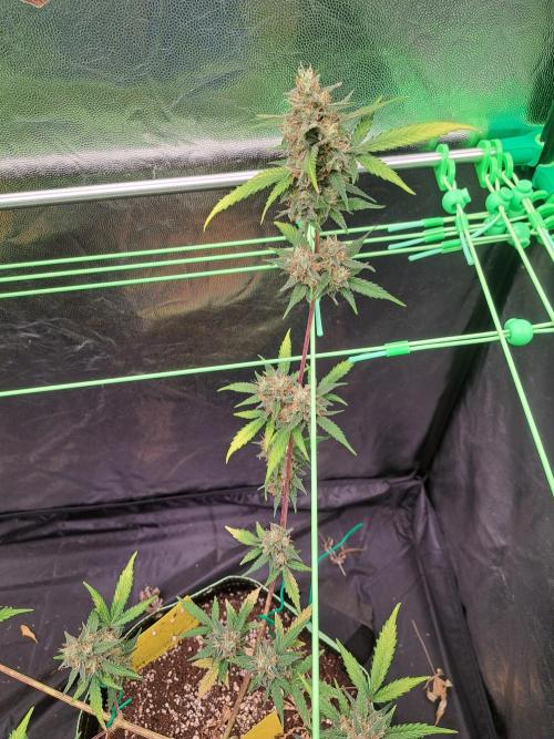 Twilight Zlush. Week 11