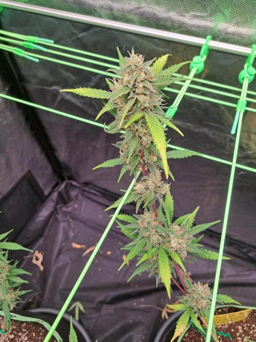 Twilight Zlush. Week 11