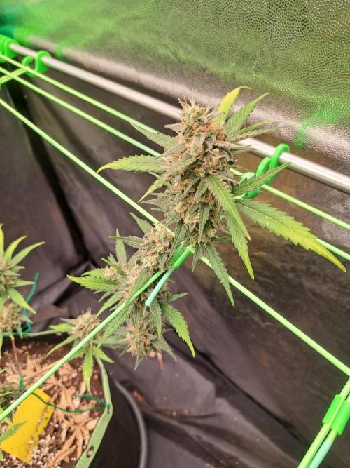 Twilight Zlush. Week 11