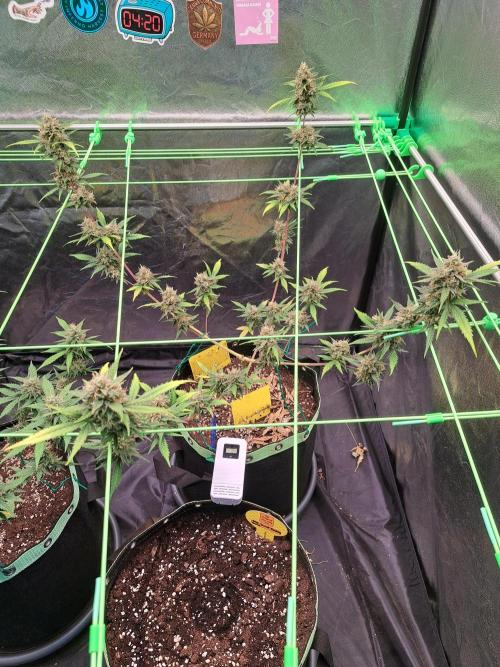 Twilight Zlush. Week 11