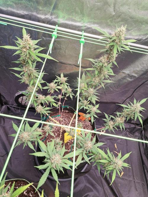 Pink Rozay x Strawberry Banana auto. Week 11