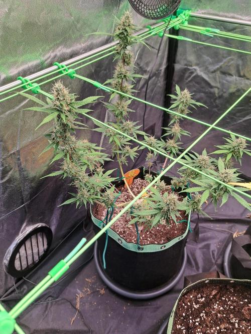 Pink Rozay x Strawberry Banana auto. Week 11