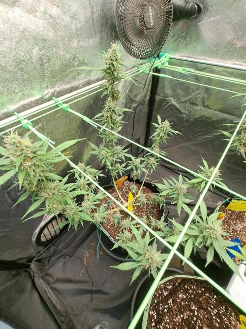 Pink Rozay x Strawberry Banana auto. Week 11