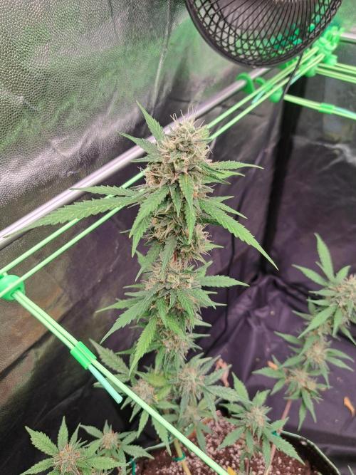 Pink Rozay x Strawberry Banana auto. Week 11