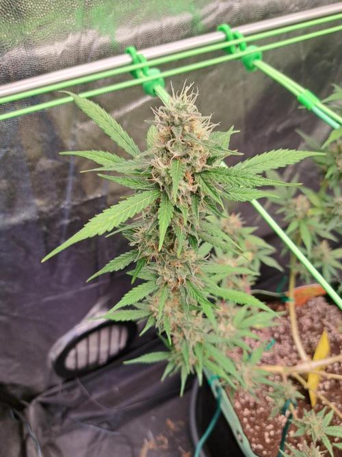Pink Rozay x Strawberry Banana auto. Week 11