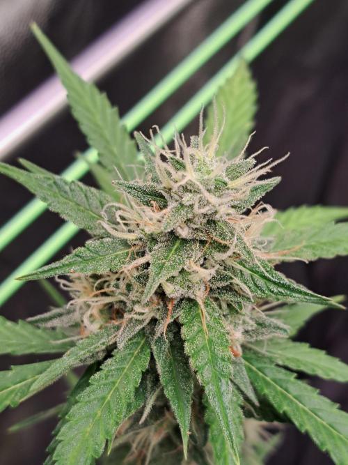 Pink Rozay x Strawberry Banana auto. Week 11