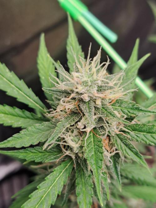 Pink Rozay x Strawberry Banana auto. Week 11