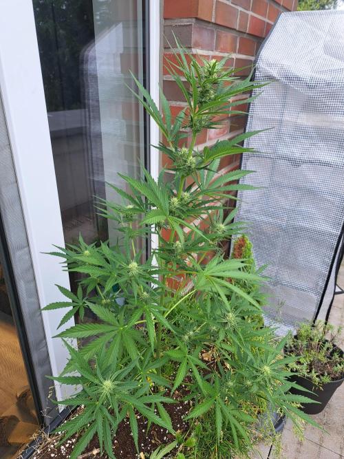 Hochbeet automatic. Week 7