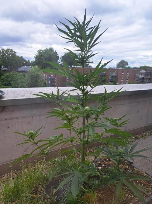 Hochbeet automatic. Week 7