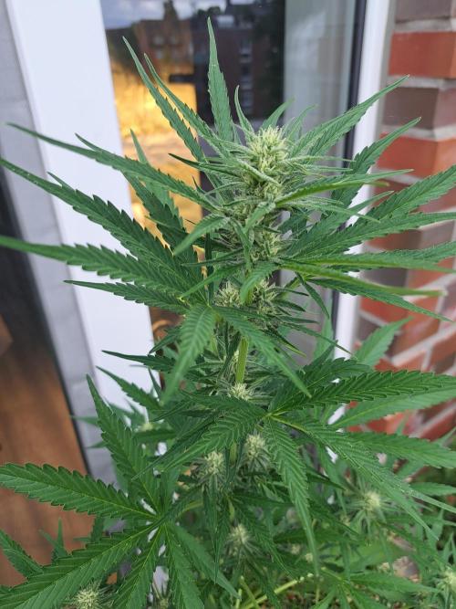 Hochbeet automatic. Week 7