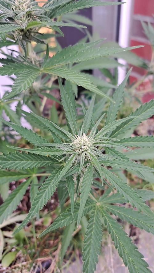 Pink Rozay x Strawberry Banana Auto. Week 7