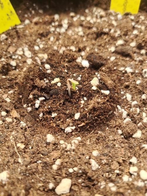 Girls Scout Cookies auto. Week 0