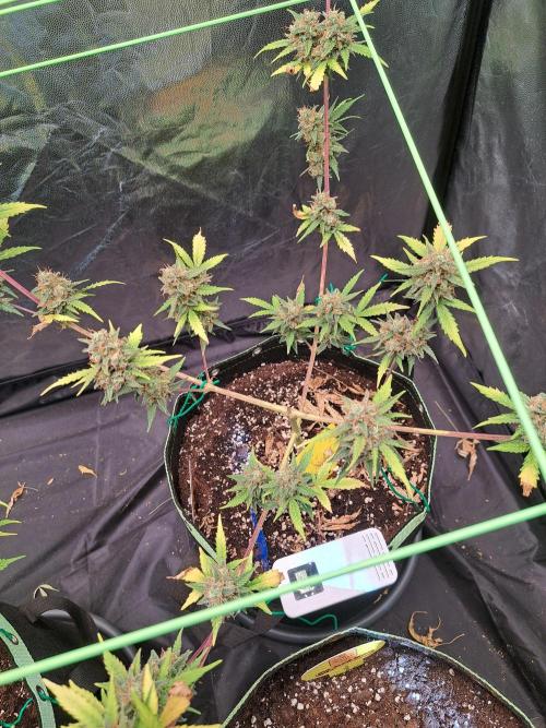 Twilight Zlush. Week 12