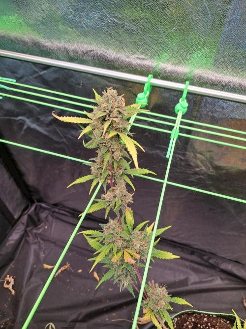 Twilight Zlush. Week 12